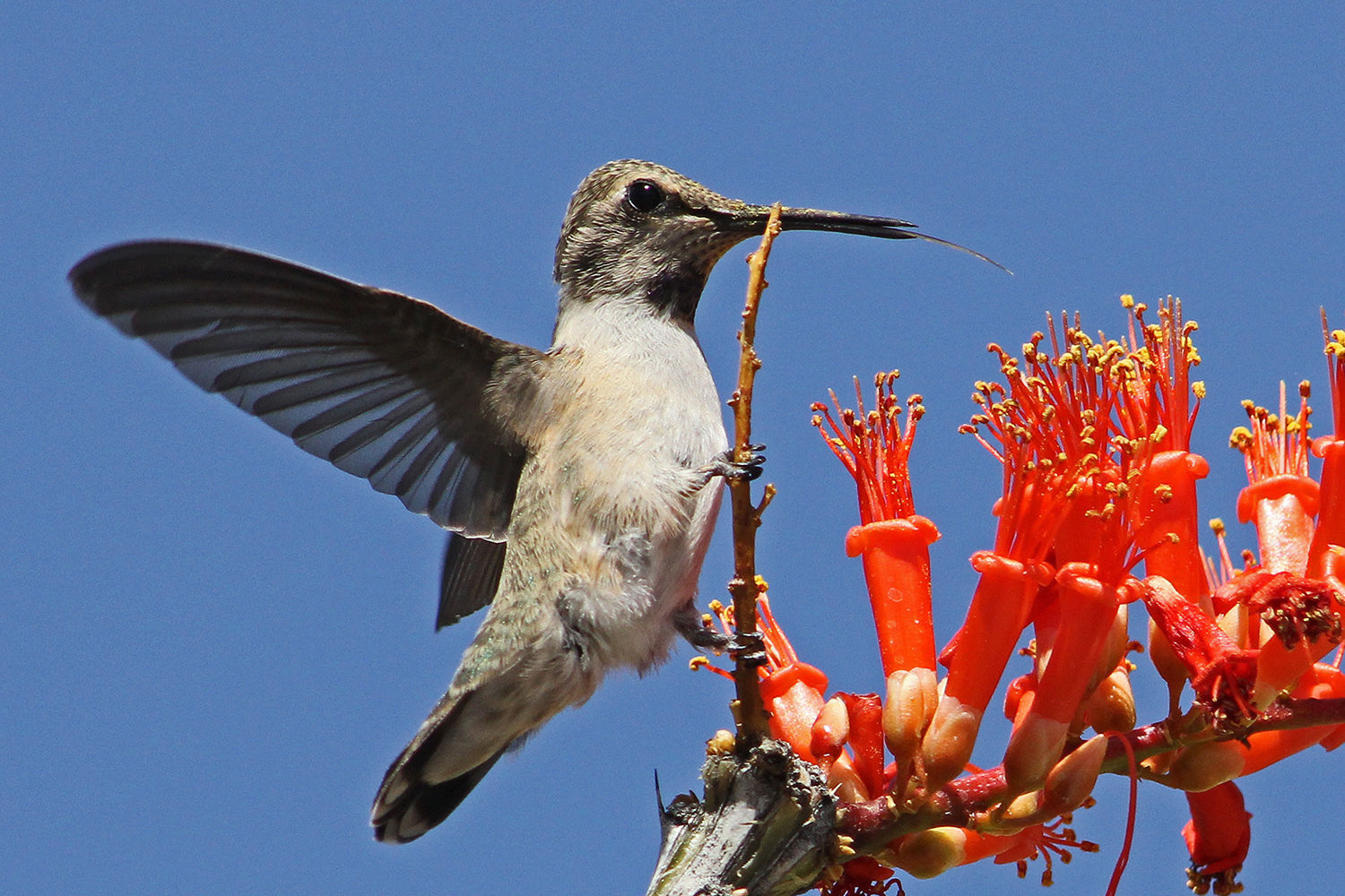 Hummingbirds from backyards and beyond